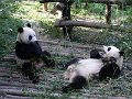 Pandas (019)